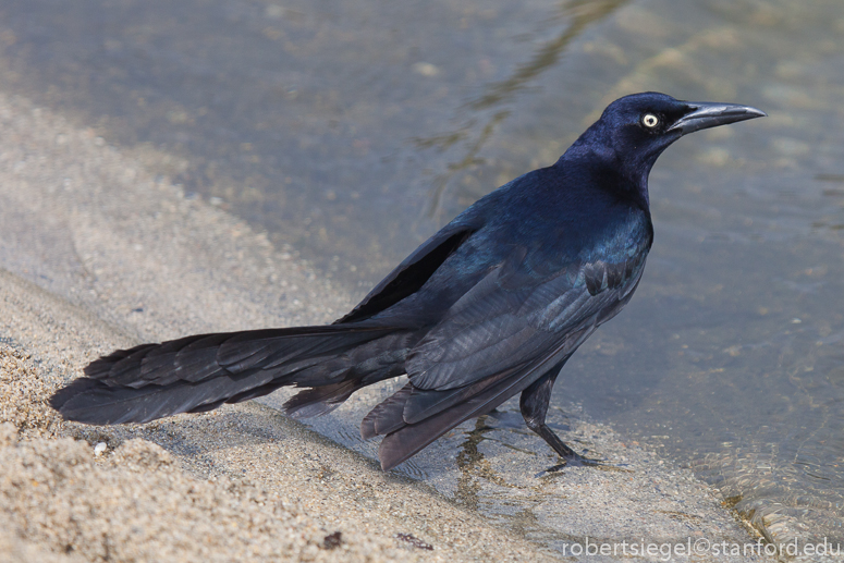 male great-tailed grackle
